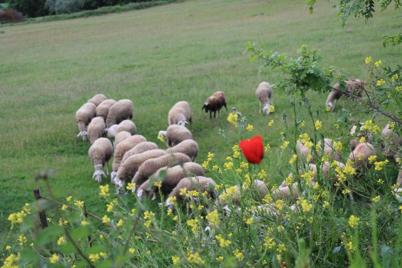Agriturismo Cantagalli San Quirico dʼOrcia Εξωτερικό φωτογραφία